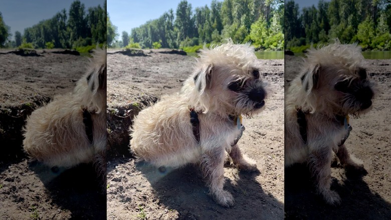 Dog in the Sandy River Delta Park, Oregon