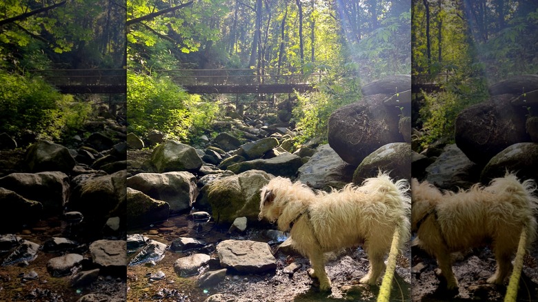 dog in a creek with a bridge in the background