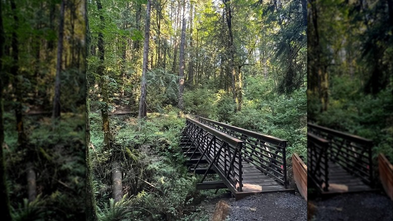 bridge in tryon creek state park