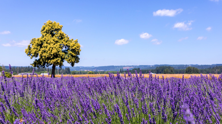 Lavender field under blue sky in Hillsboro, Oregon