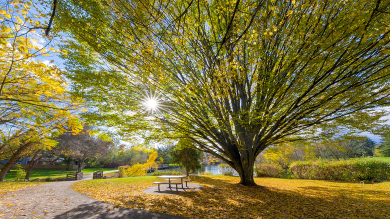 Commonwealth Lake Park in Beaverton, Oregon