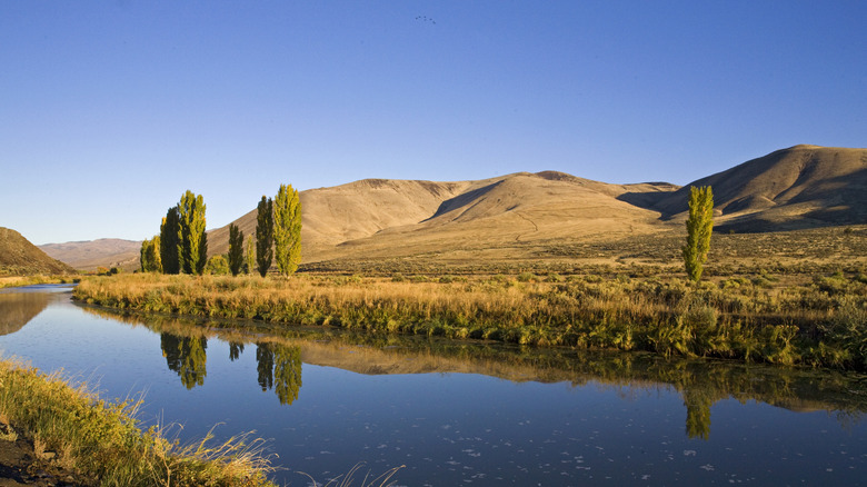 Sand-colored hills and poplar trees on the Malheur River, Oregon