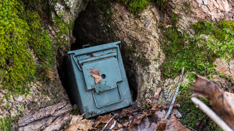 Geocache box hidden in the hollow of a mossy tree