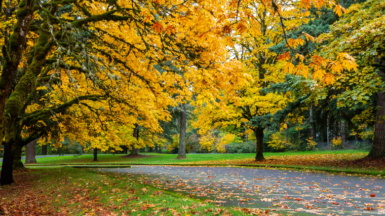 Milo McIver State Park in Estacada Oregon