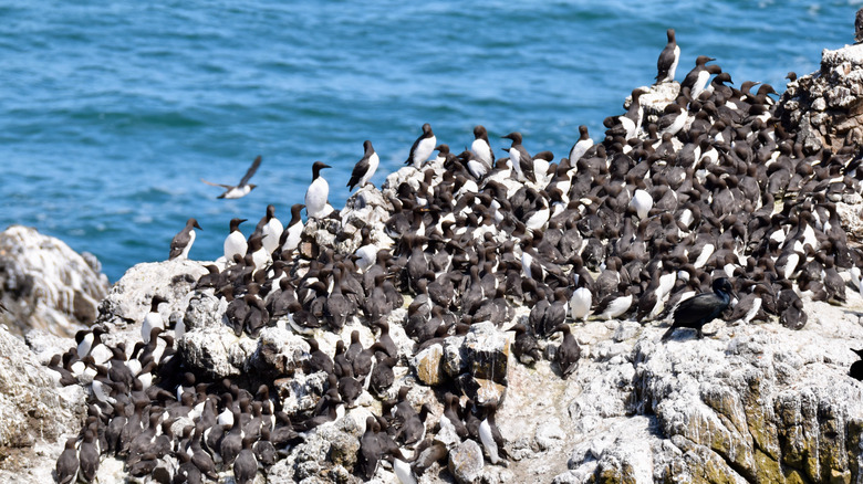 A flock of seabirds perched on an island on the Oregon coast