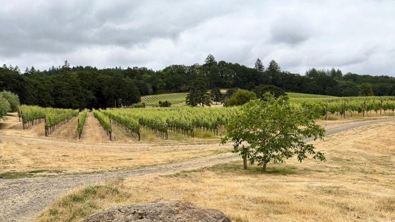 Antica Terra Vineyard view during a cloudy day