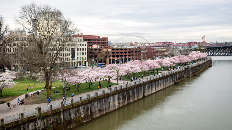 Tom McCall Waterfront Park with cherry blossoms blooming