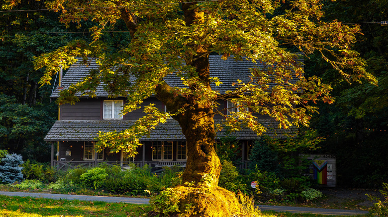 View of a lone, striking tree and a charming house along the Bridal Veil Trail, bathed in the warm, golden light of a sunset, in Bridal Veil, Oregon