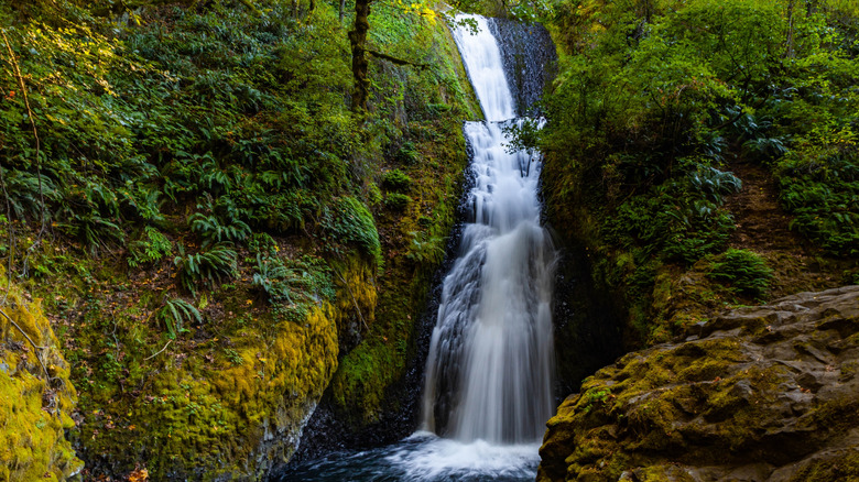 Bridal Veil Falls drops down a mossy cliff surrounded by trees, ferns, and greenery in Oregon