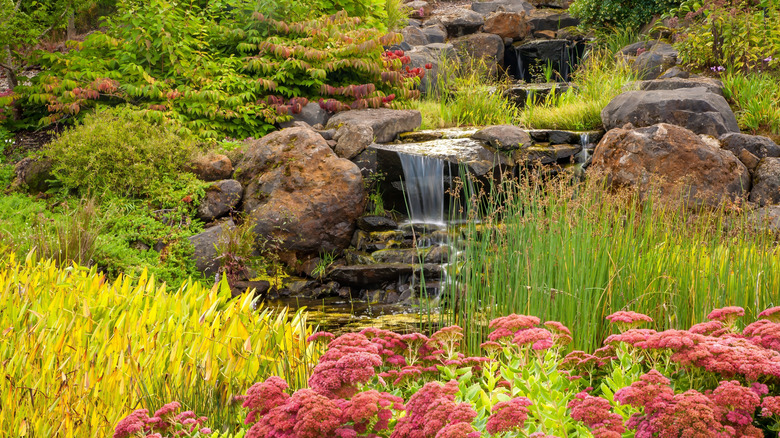 a small waterfall in Silverton surrounded by lush greenery