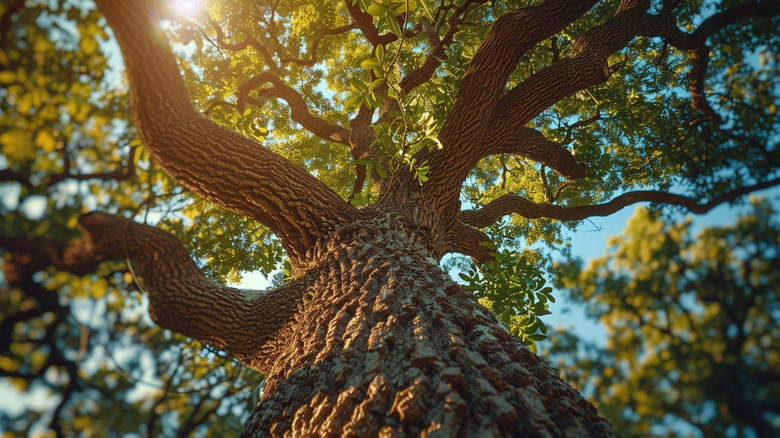 Old growth forest looking up at old tree