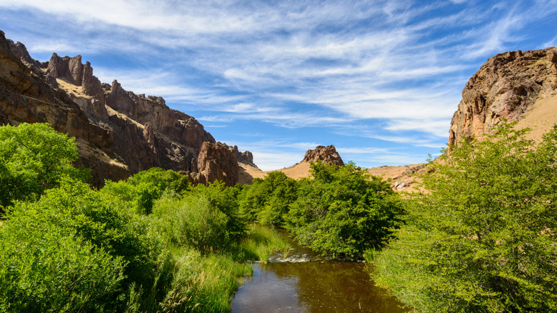 Succor Creek surrounded by green foliage in Oregon's Owyhee Canyonlands