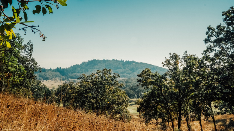 Bald Hill near Corvallis