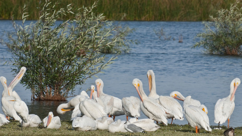 American White Pelicans on the shore of Upper Klamath Lake