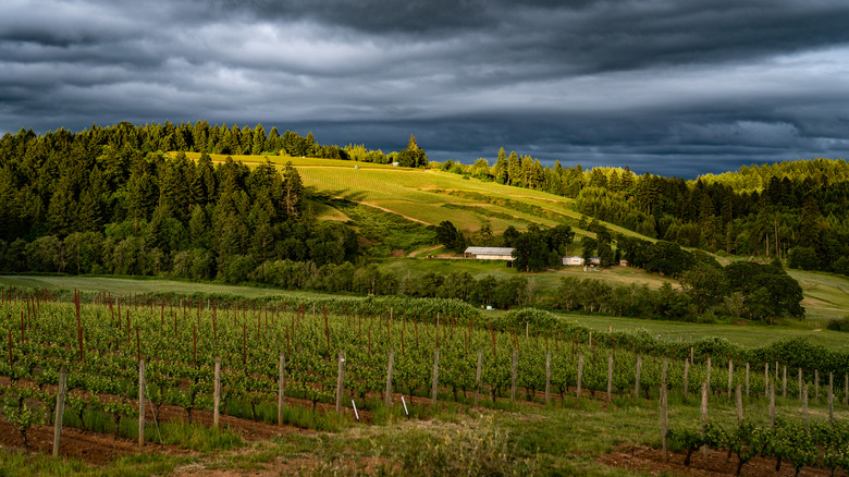 A vineyard backed by rolling hills and cloudy skies