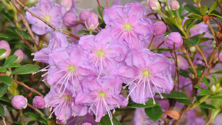 Bright pink Kalmiopsis flower