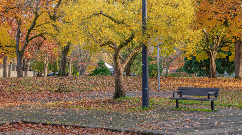 Autumn foliage in a park in Gresham, Oregon
