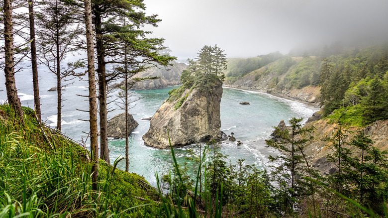 Oregon's rugged coast and Sitka spruce found in the Samuel H. Boardman State Scenic Corridor frame a sea stack off the shore