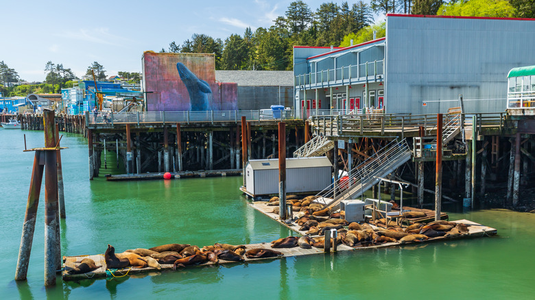 Sea Lion docks in Newport, OR