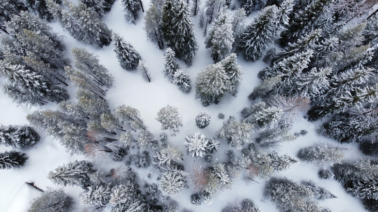 Aerial view of snowy pines in Umatilla National Forest