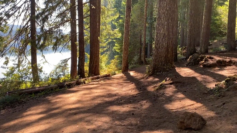 Walking along the Deschutes river trail amidst the trees