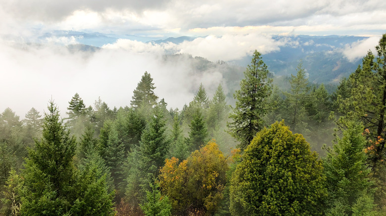 picture of Umpqua National Forest in Oregon with clouds and mist above the trees