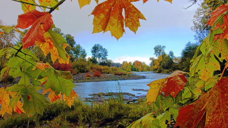 Fall leaves surround Umpqua River near Canyonville, Oregon