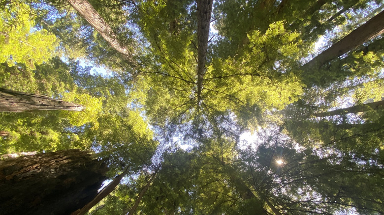 Looking up at the redwoods at Alfred A. Loeb State Park