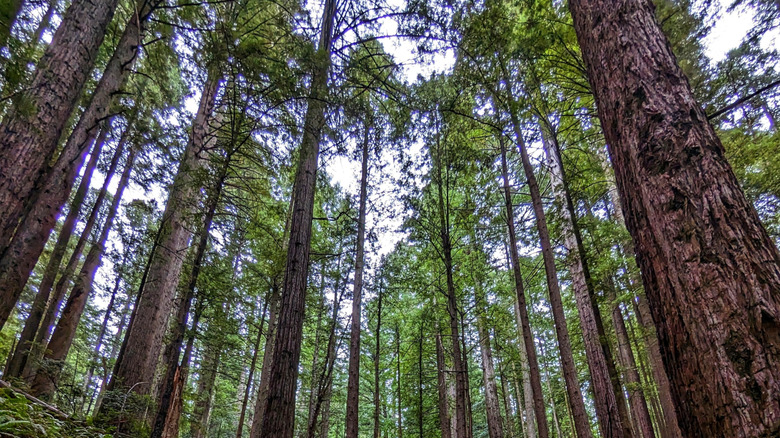 Redwood trees at Alfred A. Loeb State Park