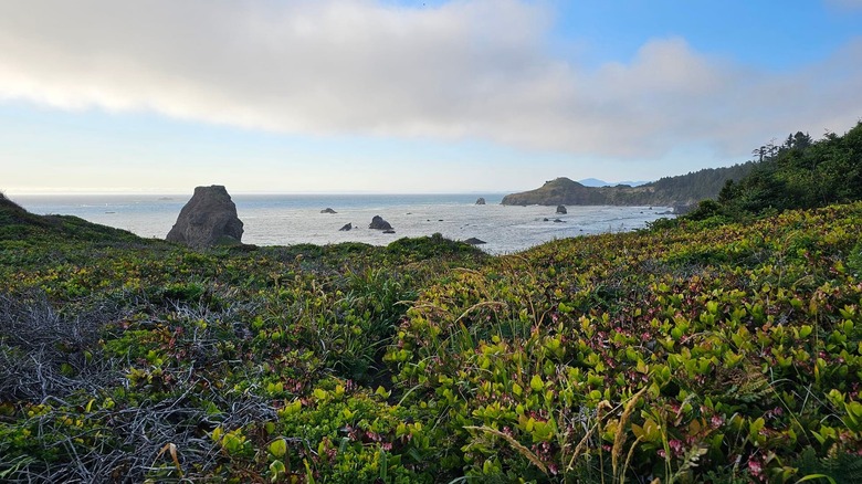 ﻿﻿Green field, ocean, and cliffs at Otter Point State Recreation Site