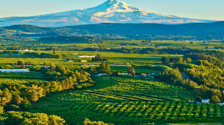 Vineyards in the Hood River Valley of Oregon