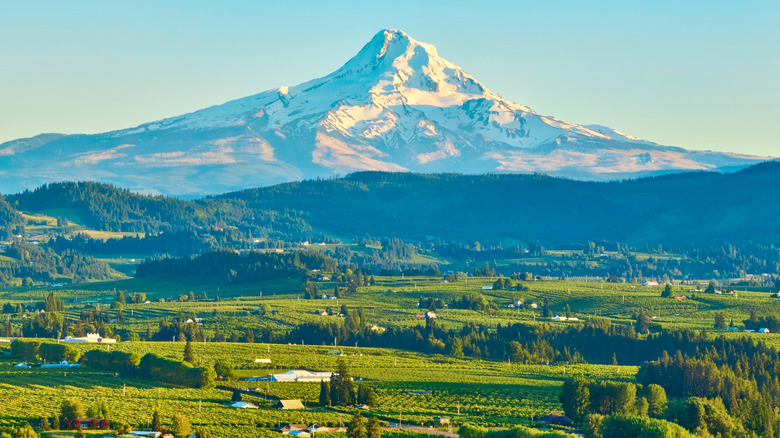 Vineyards in the Hood River Valley of Oregon