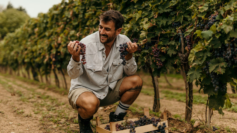 Man harvesting grapes from a vineyard