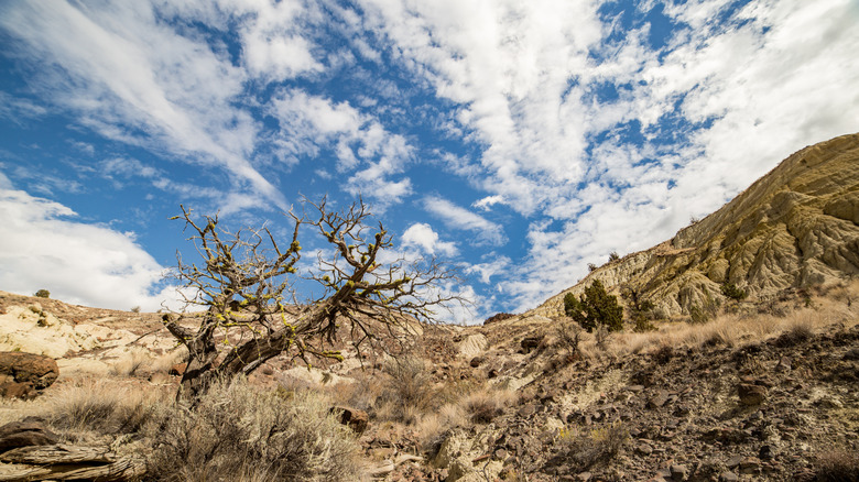 Juniper trees and rock formations under a blue sky at the Oregon Badlands Wildnerness Area
