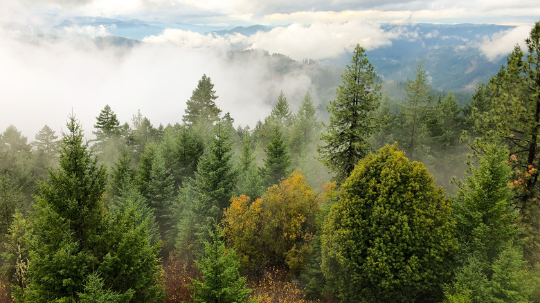 Trees and hills in the mists at Umpqua National Forest