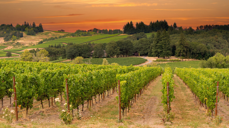 Sunset over vineyard in Oregon's wine country