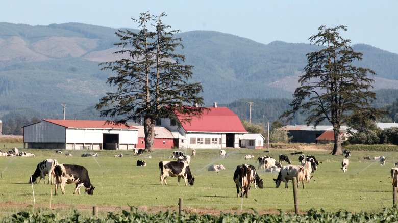 Cows grazing at an Oregon dairy farm