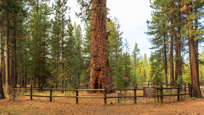 "Big Red" in LaPine State Park