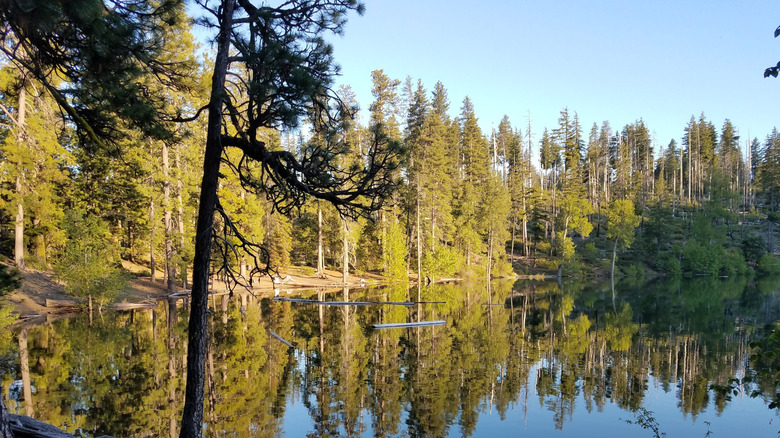 The forested shores of Scout Lake in Deschutes National Forest, Oregon