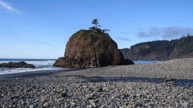 A tree sprouts from the top of a rock on Short Beach, Oregon