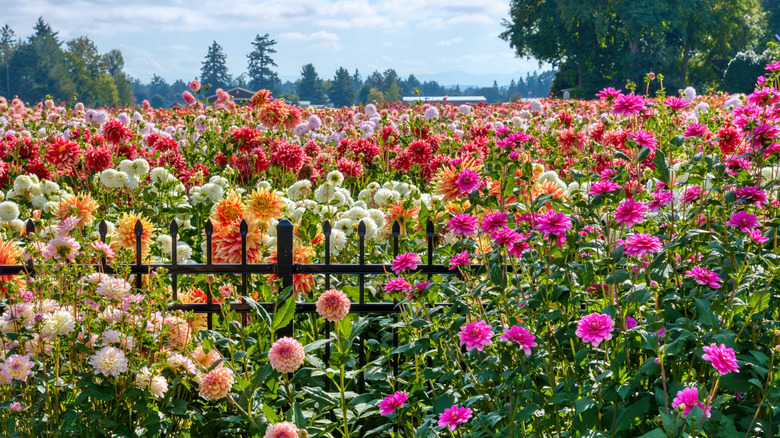 A field of dahlia flowers in Canby, Oregon