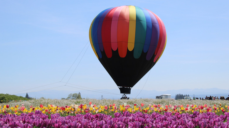 A hot air balloon overlooking tulip fields in Oregon.