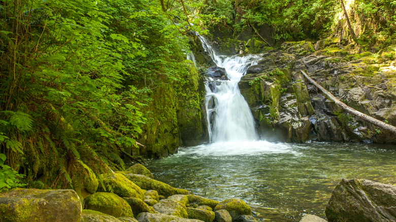 Sweet Creek Falls near Mapleton, Oregon