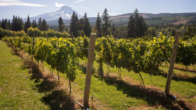 View of Mount Hood behind rows of grapes in a vineyard