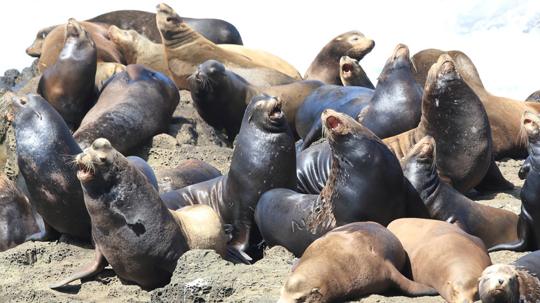 Sea lions congregate on a rock at the Cape Arago State Park