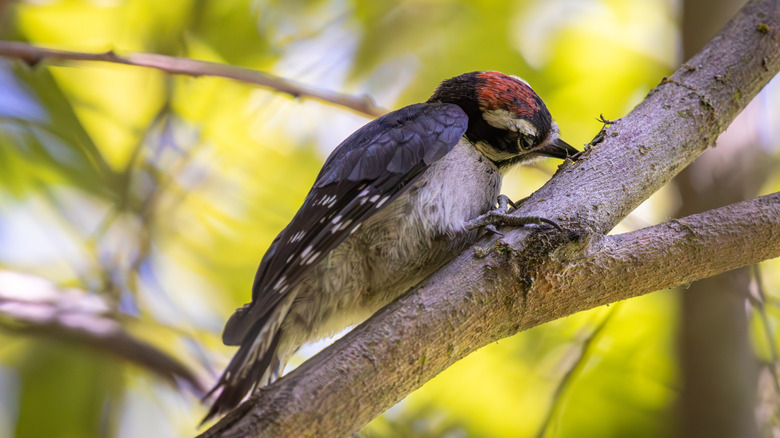 Woodpecker on a tree branch