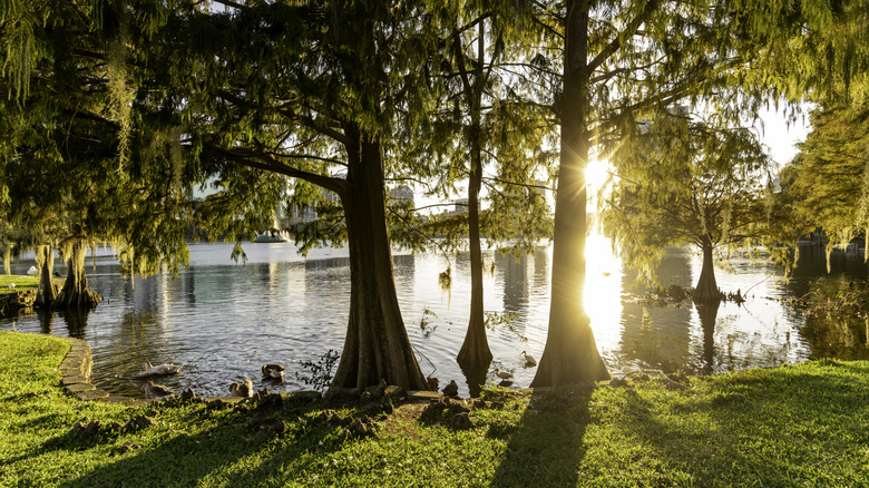 Gorgeous view of Lake Eola Park in South Eola, Orlando