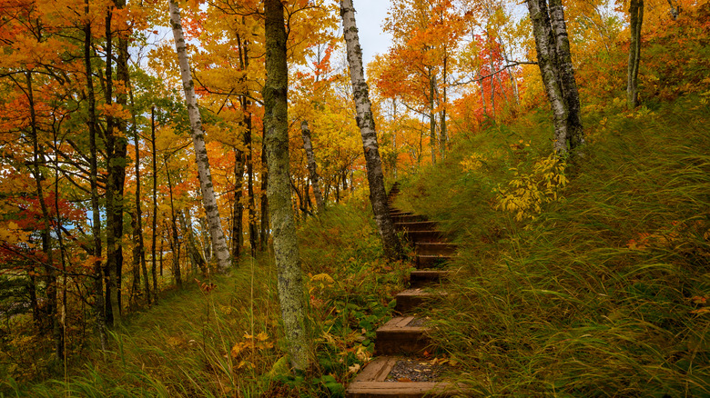 Hiking path in Ottawa National Forest