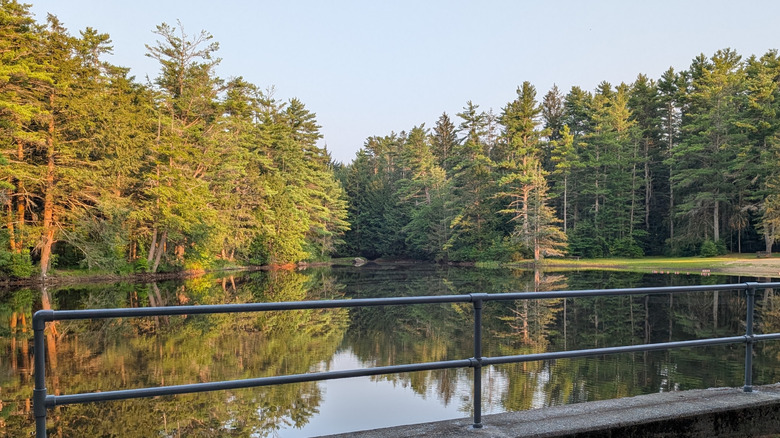 Trees around Beaman Pond, Otter River State Forest, Massachusetts.