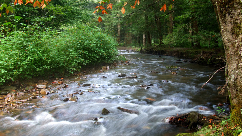 North Indian Creek from the Limestone Recreation Area